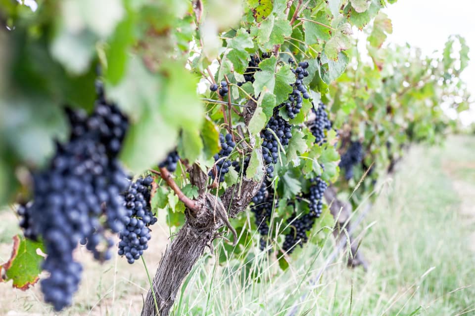 Grapes hanging in the vineyard 